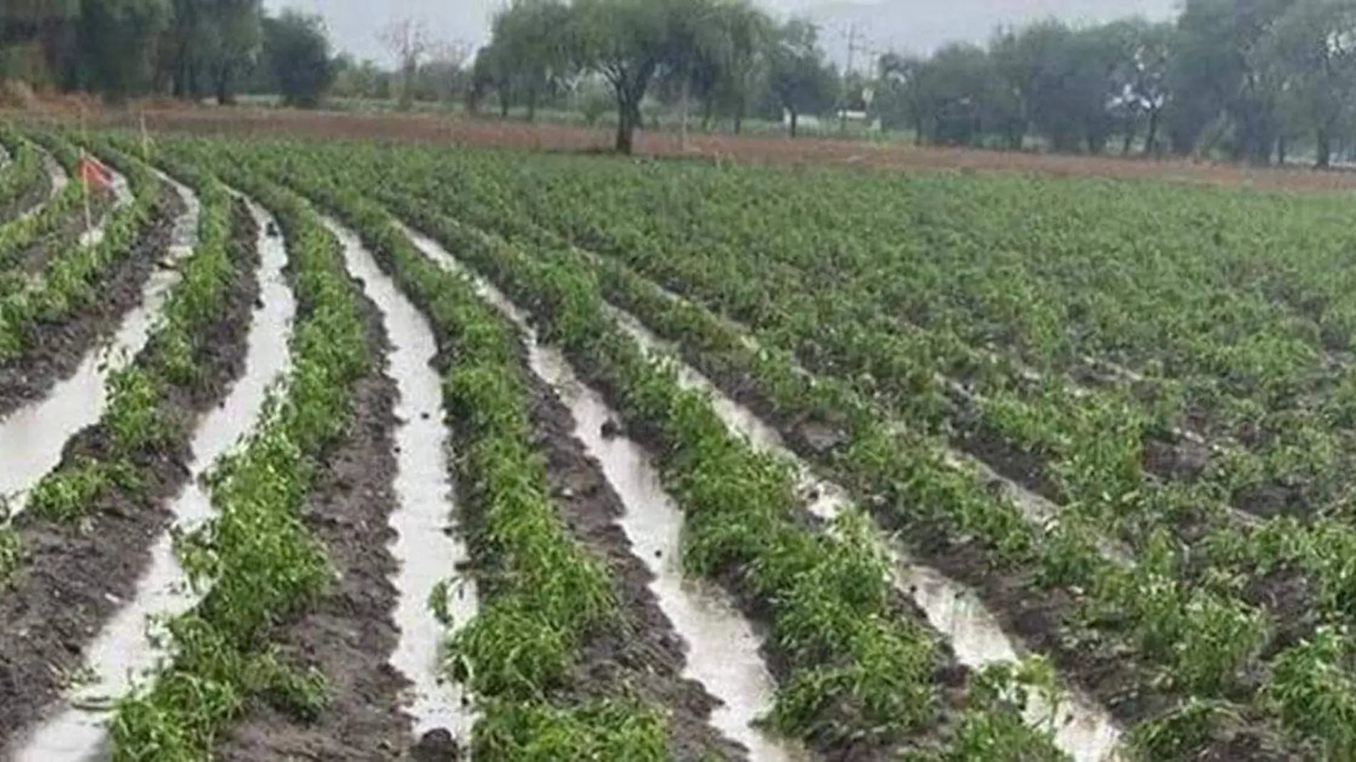 El sector agrícola reporta la pérdida de 30 hectáreas de cultivo de cilantro